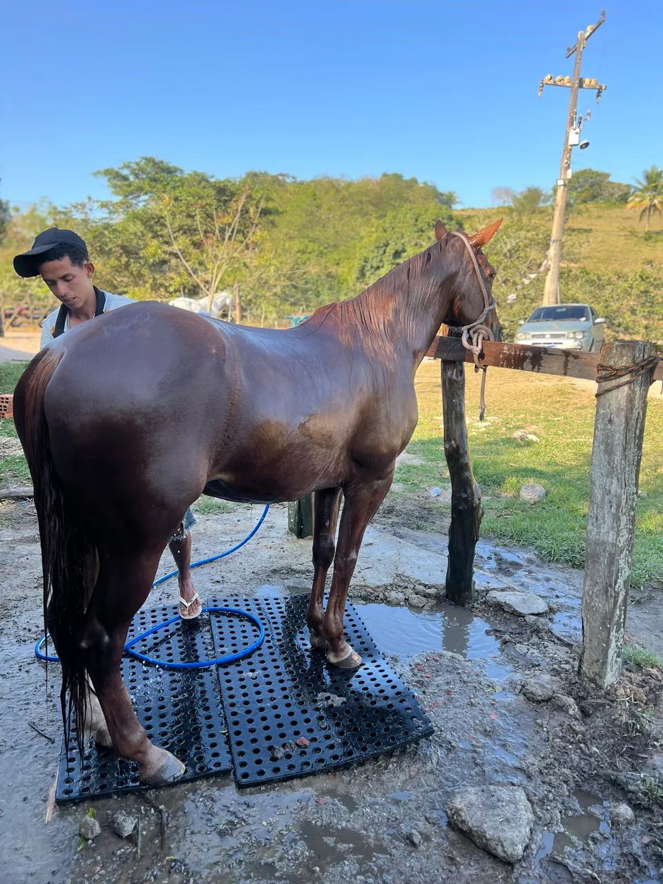 ÉGUA QUARTO DE MILHA - Foto 2