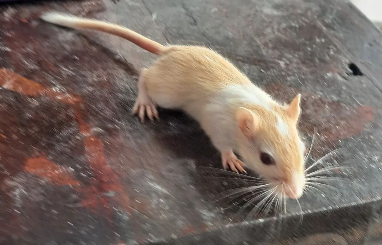 Esquilo da mongolia Gerbil Honey Cream Light Fox - Foto 5