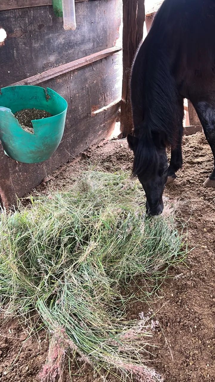 Cavalo