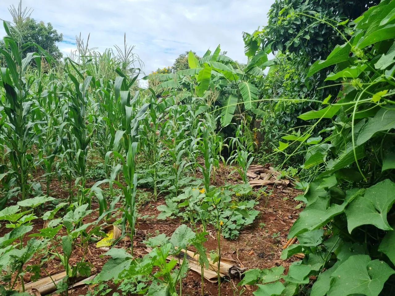 Oportunidade!! Vendo terreno no  Lago Azul   - Foto 9