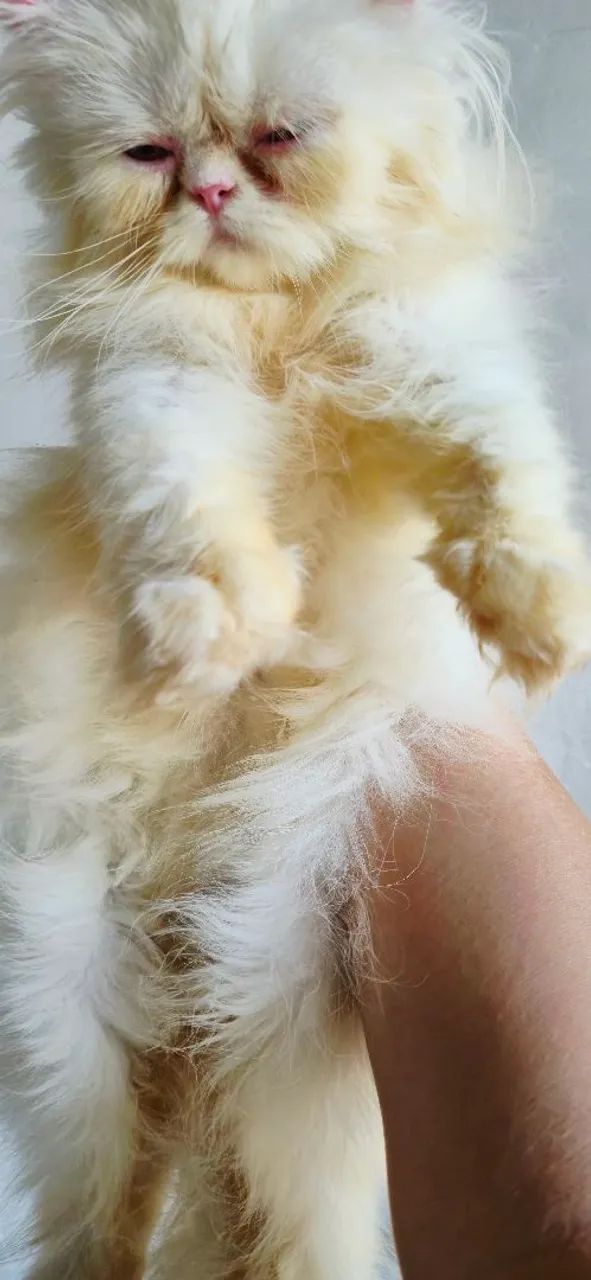 Gatos  - Foto 2