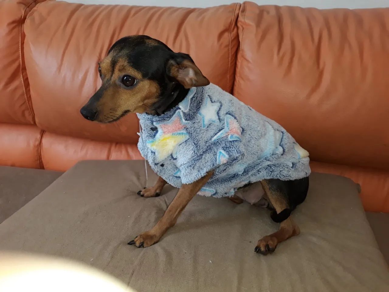 Camisa fleece animais - Foto 5