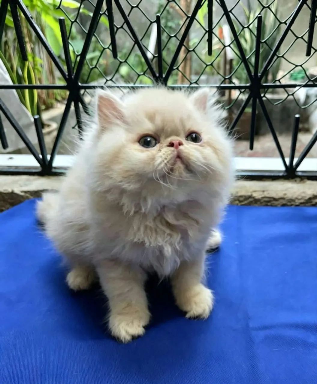 Persa lindos e fofos  - Foto 3