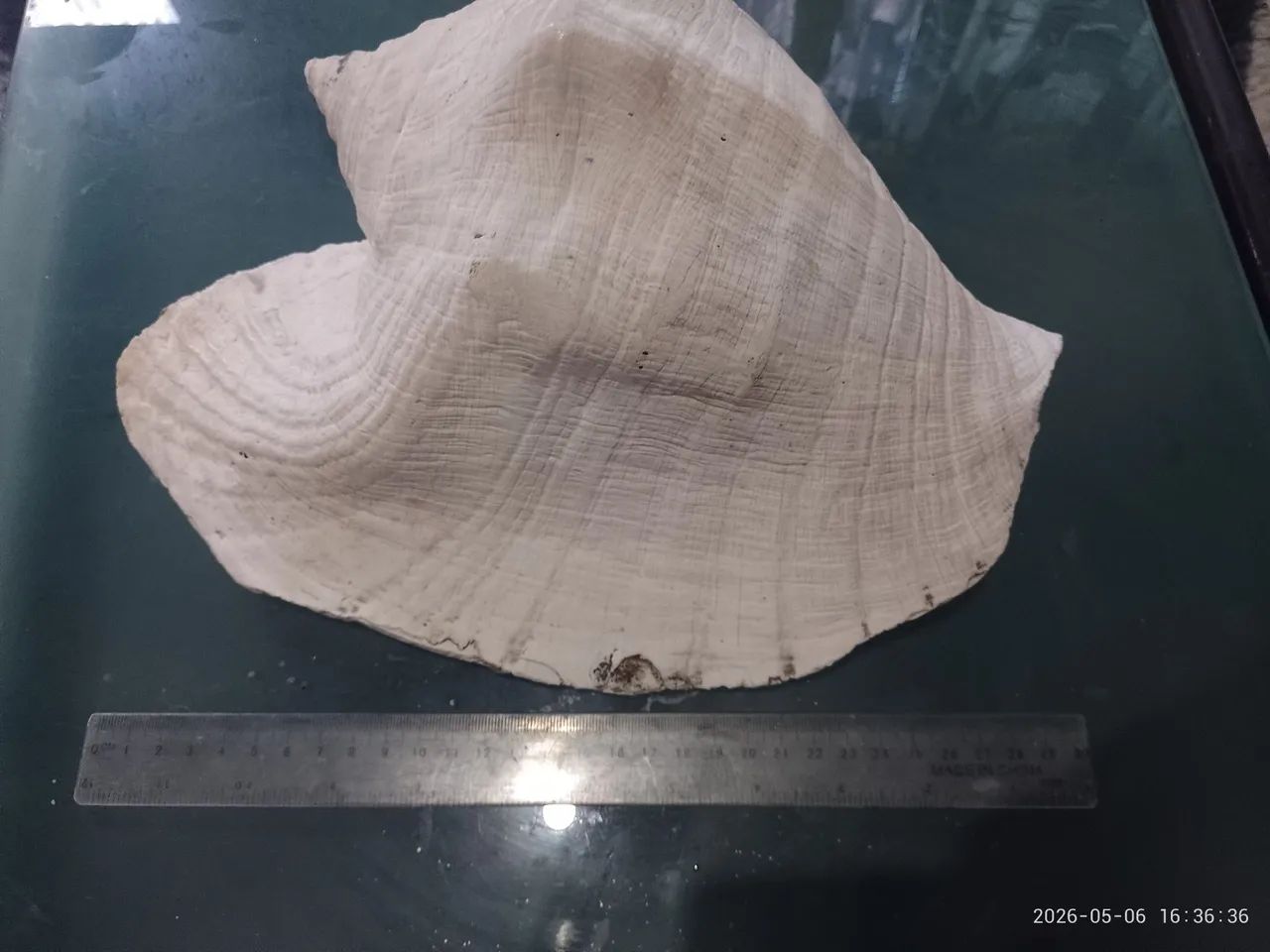 Concha Do Mar