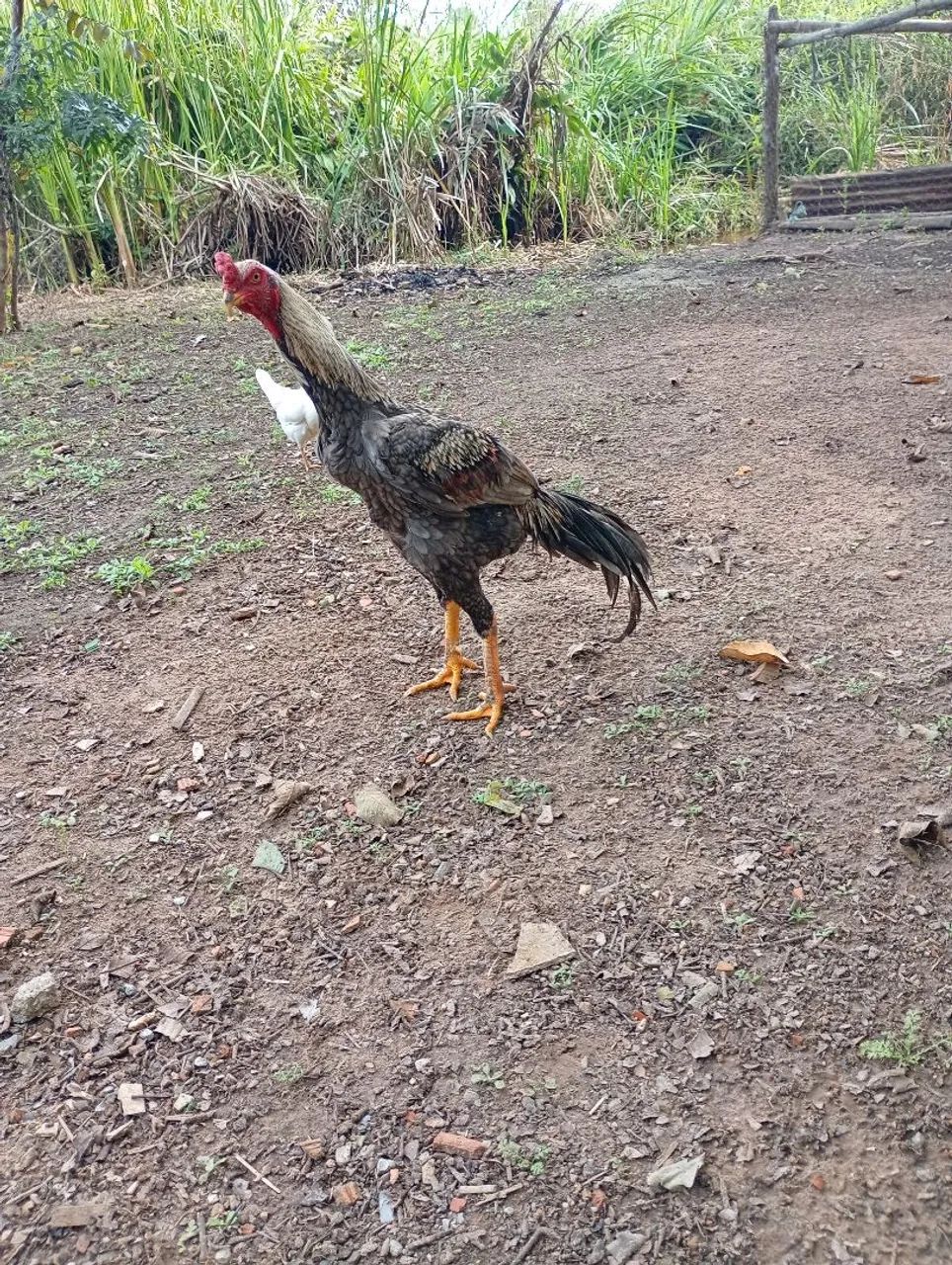 Frango 