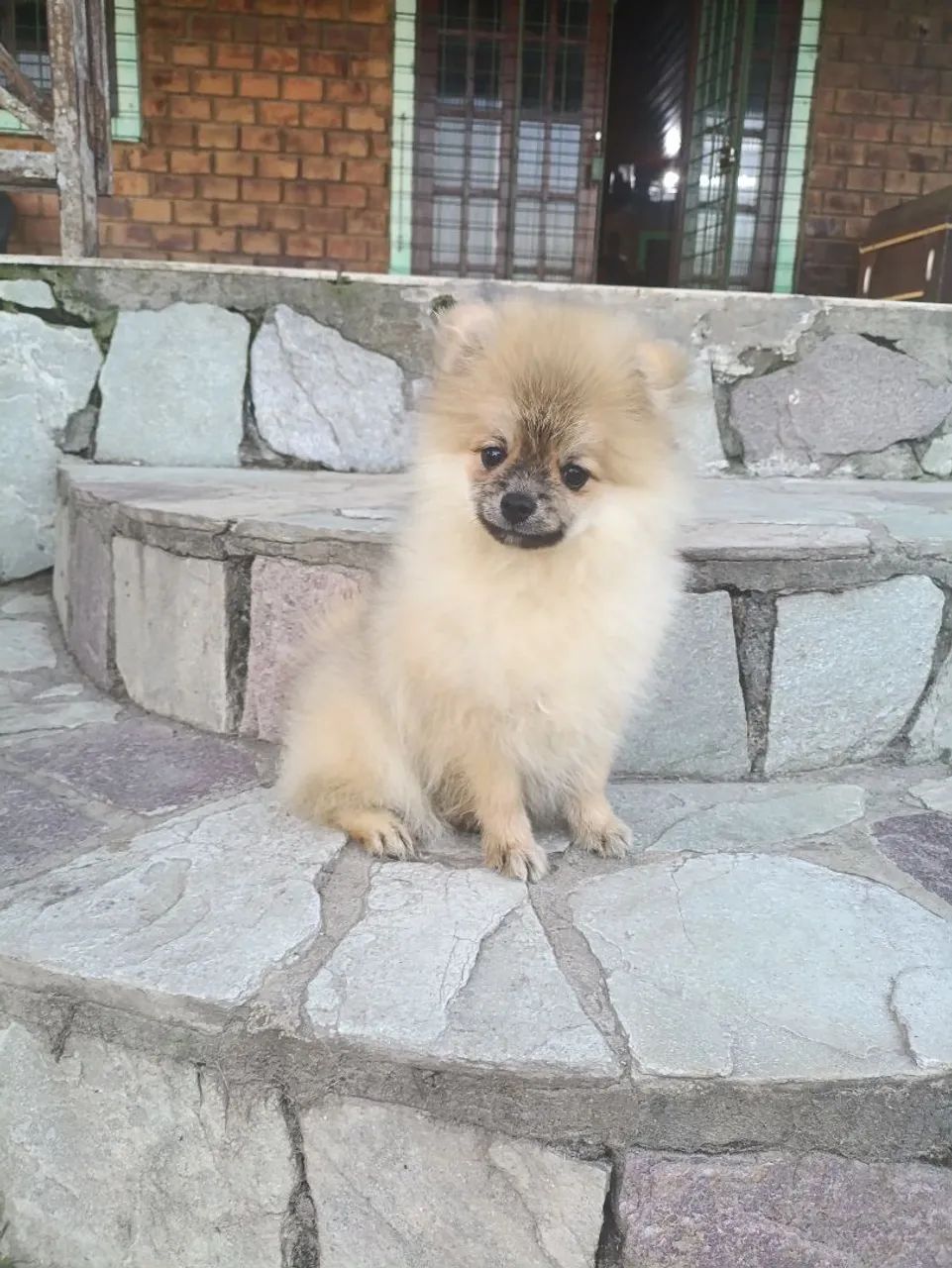 Spitz Alemão anão macho disponíveis - Foto 3
