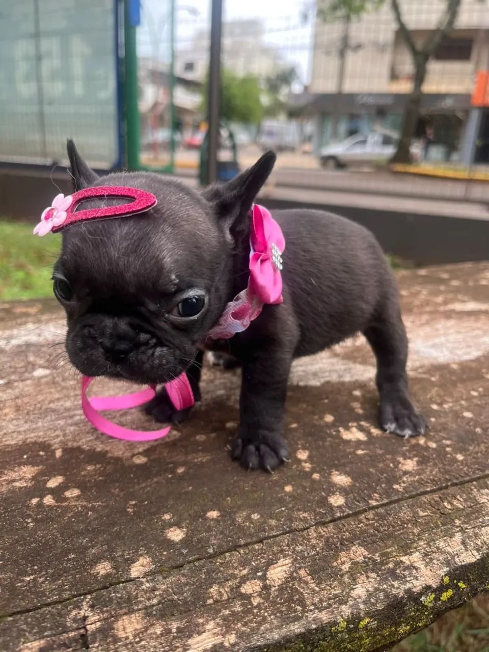 Buldogue francês  - Foto 5