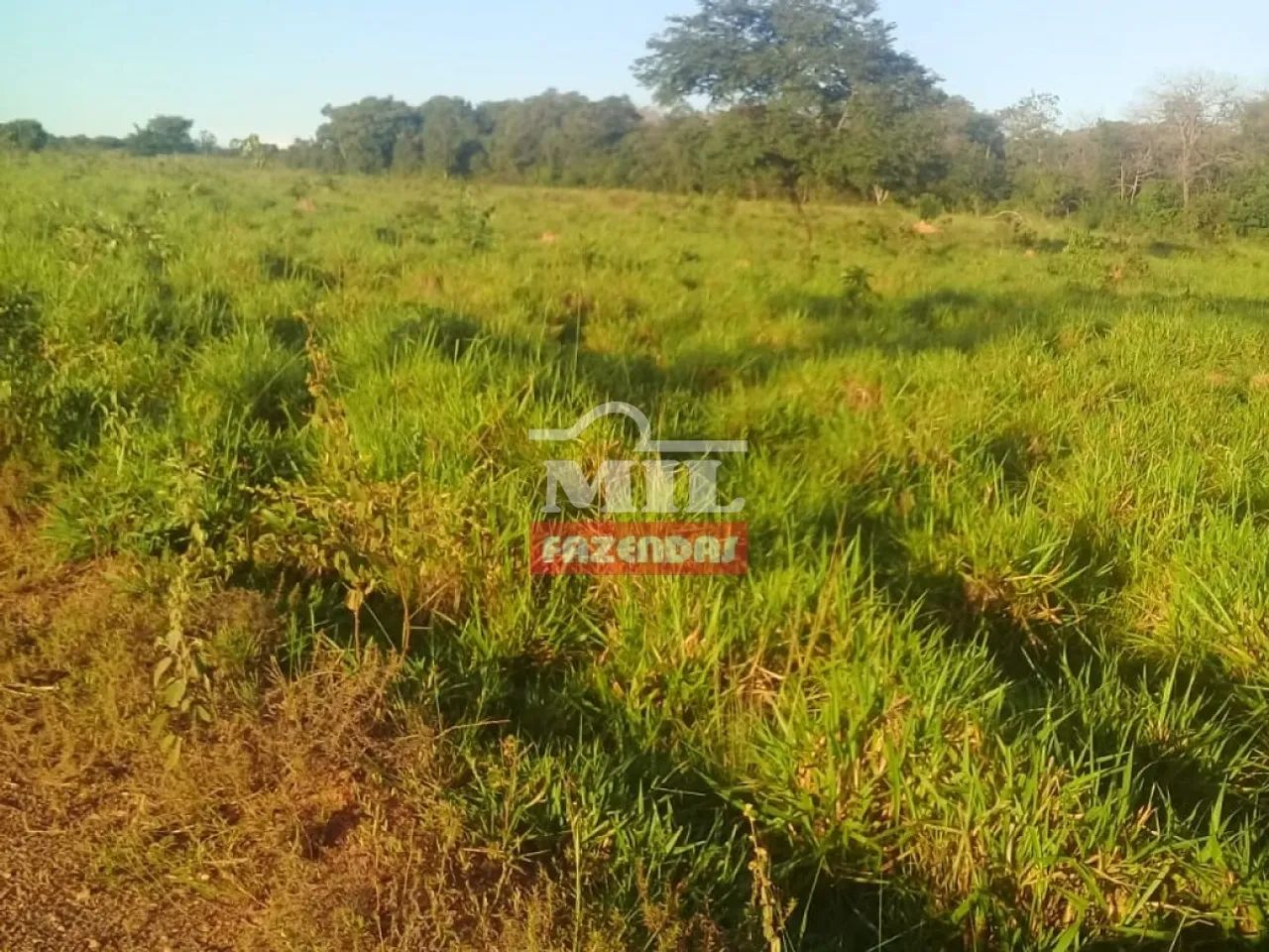 Fazenda em Figueiropolis - TO. 163 Alq. (792 Há) - Foto 3