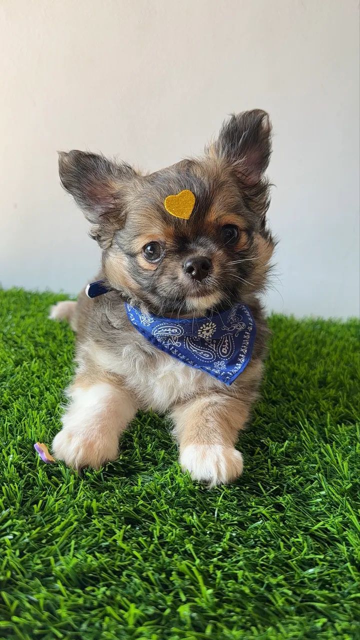 Chihuahua  - Foto 3