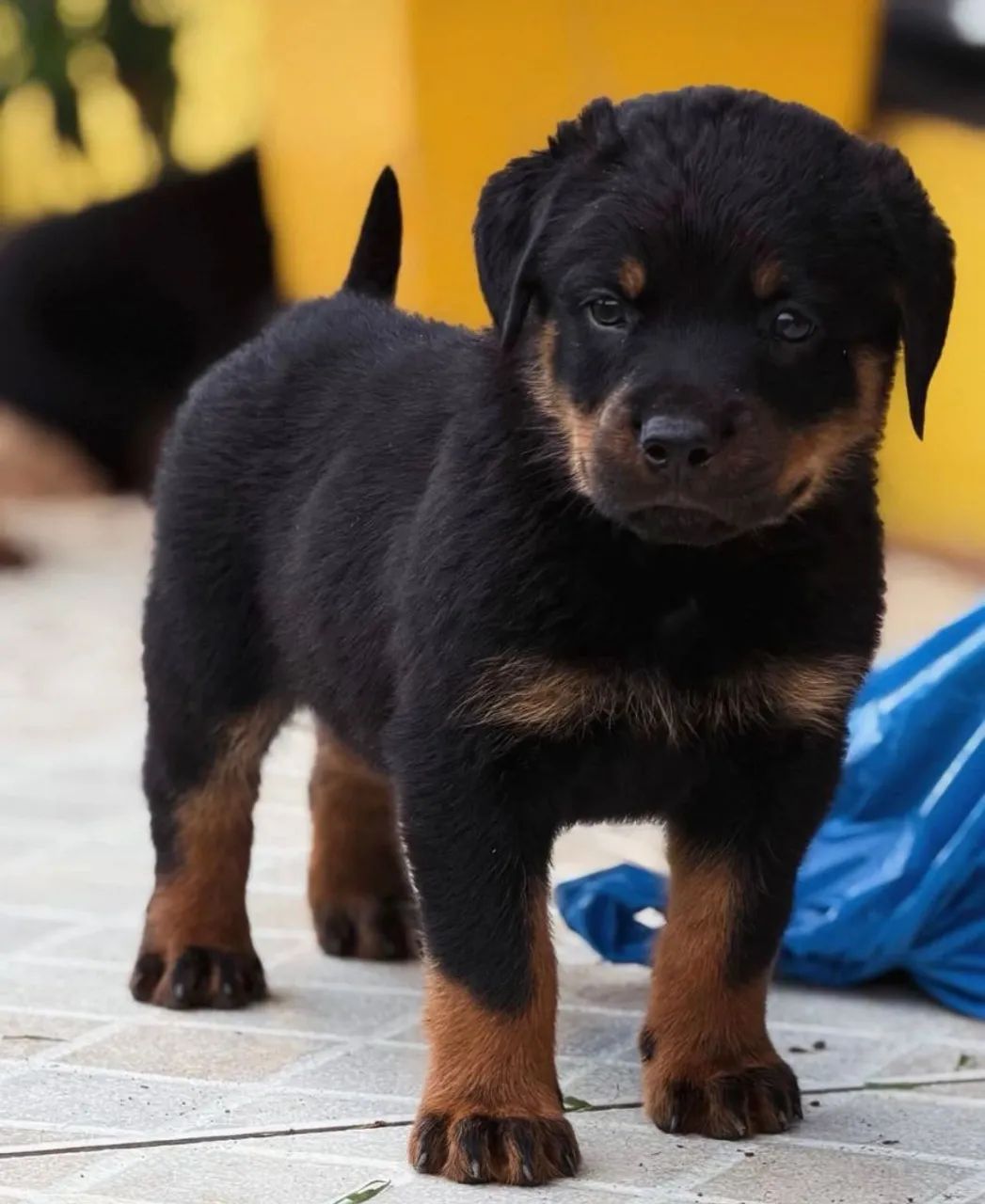 Vendo Filhote Rotiwailer 