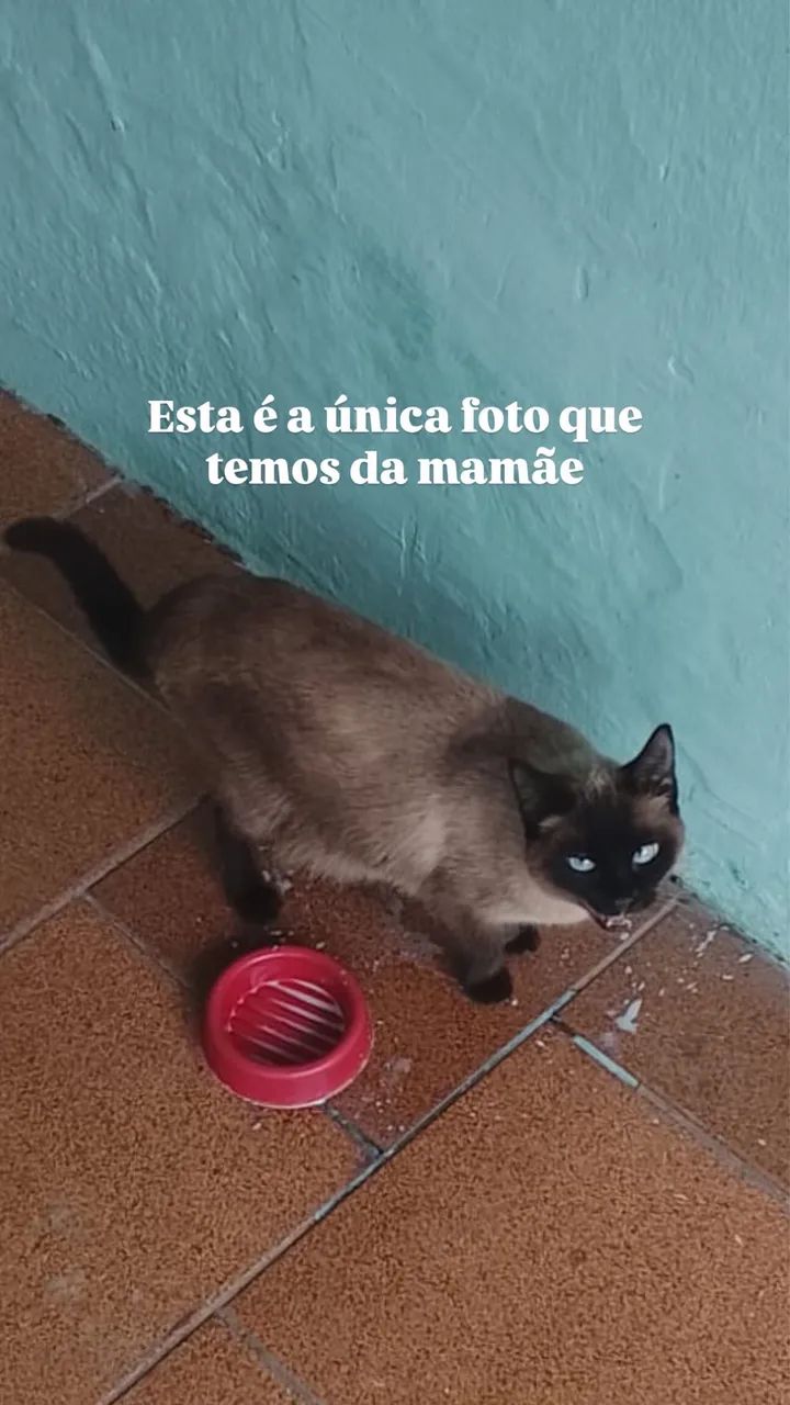 Doação (sobrou apenas a mamãe)