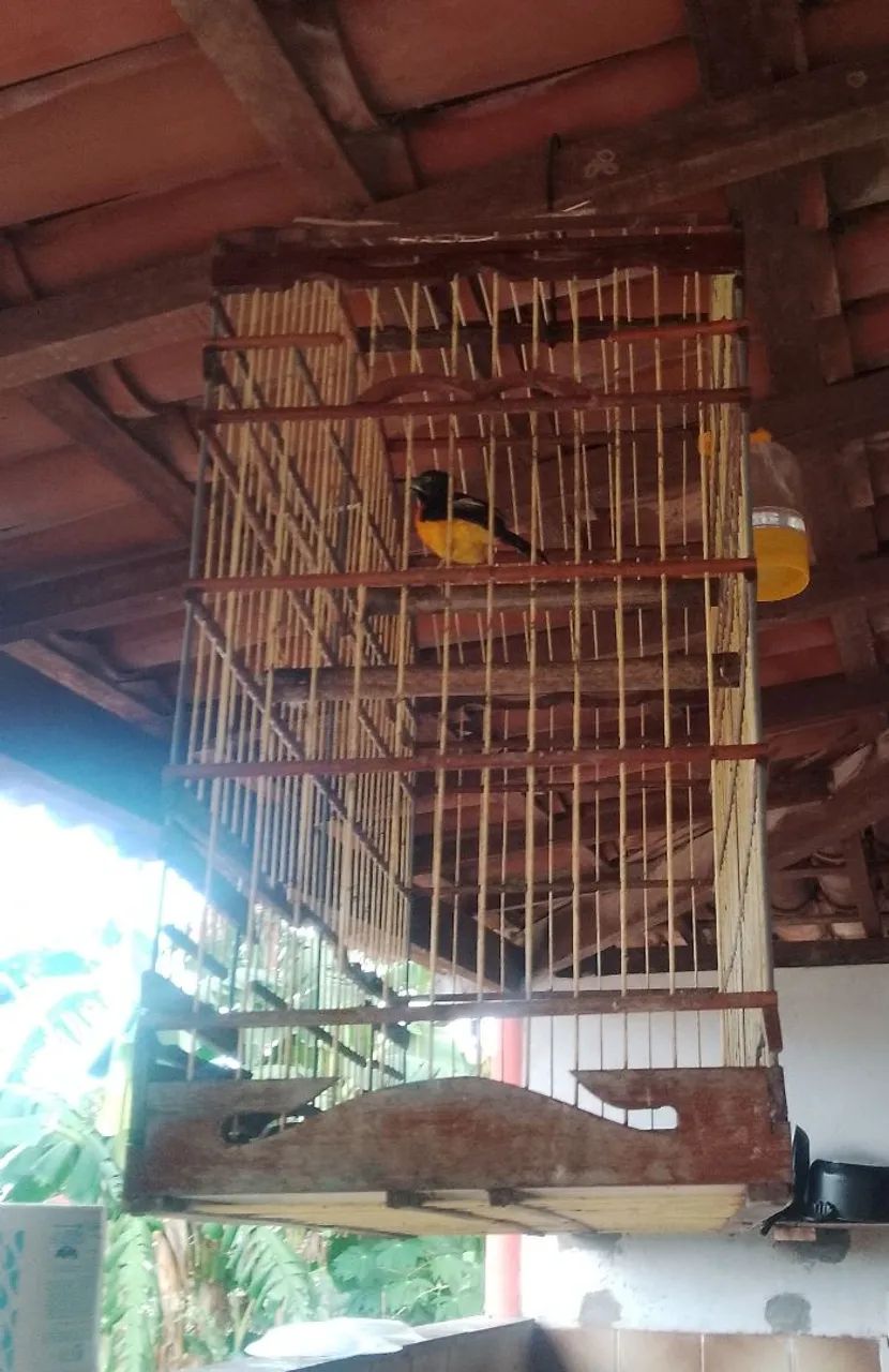 Gaiolas e viveiros 