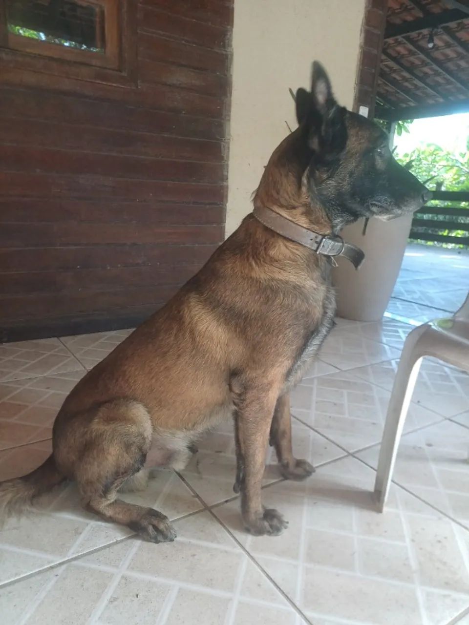 Pastor Belga Malinois - lindos filhotes machos e fêmeas! Oportunidade! - Foto 6