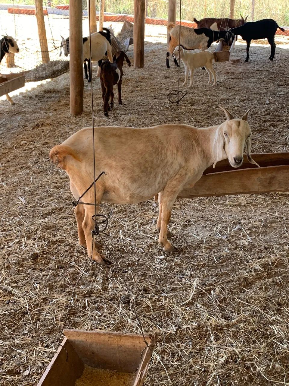 Cabras senen  - Foto 5