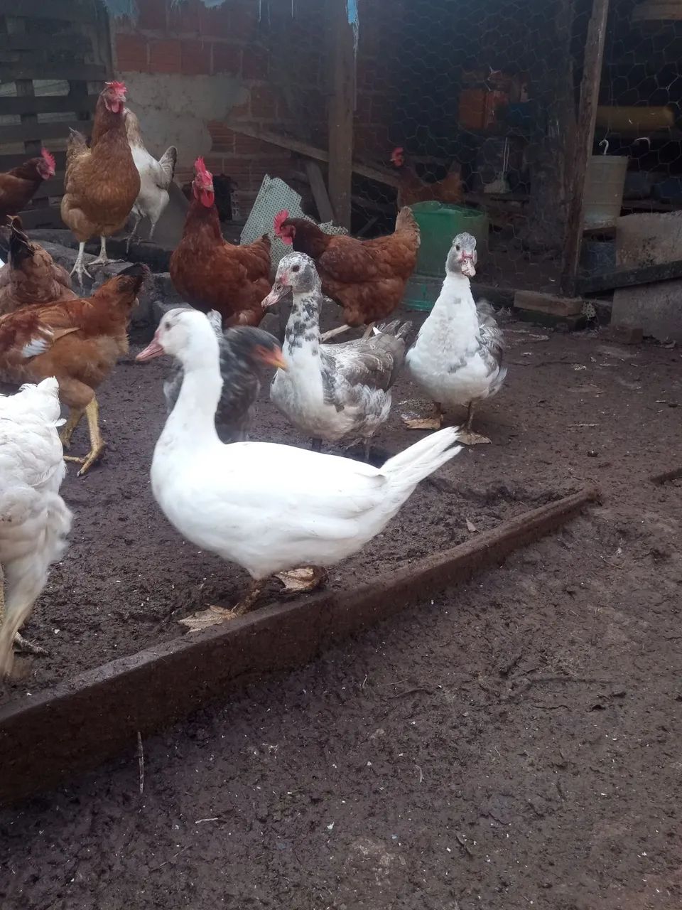 Patos e galinhas  - Foto 4