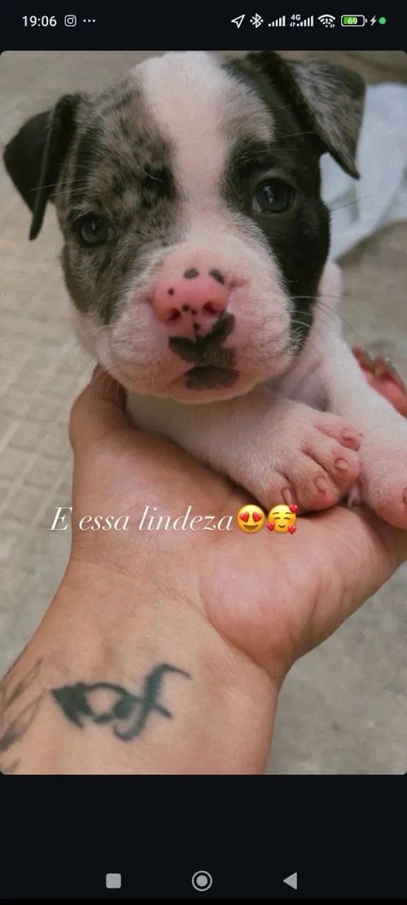American bully micro exótico 