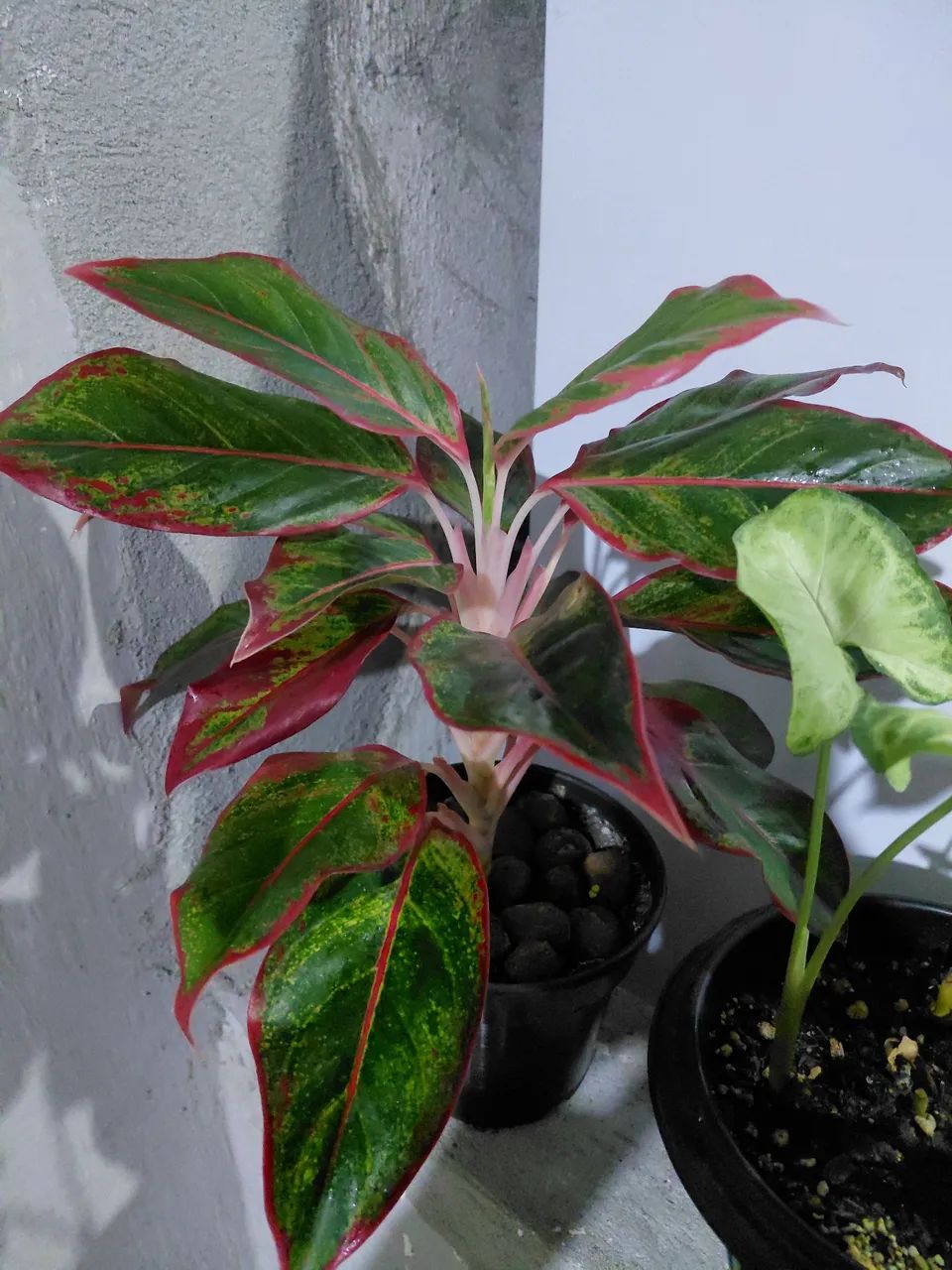 Variedade em plantas - Foto 5