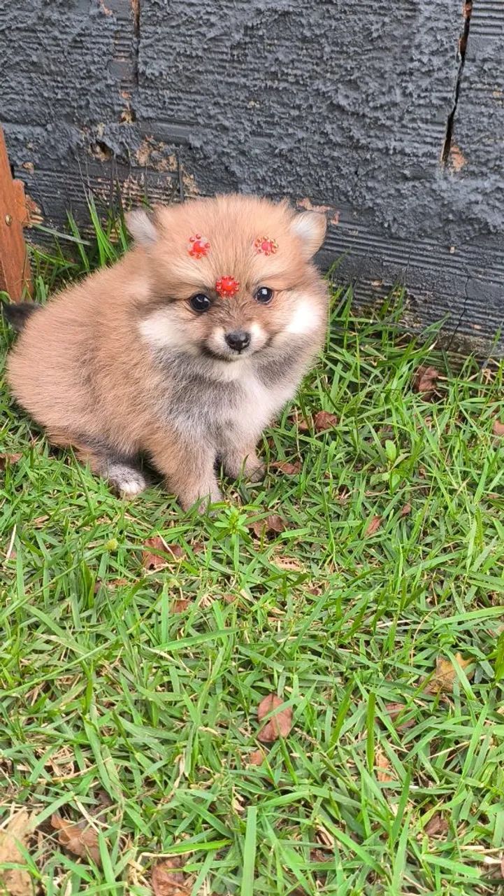 Promoção dia das crianças  - Foto 5