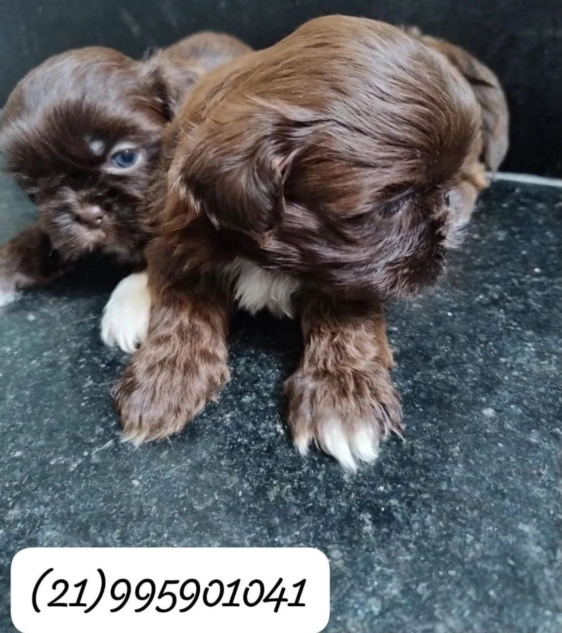 Cachorro 