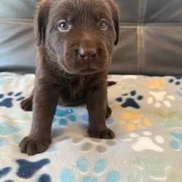 Labrador Retriever,Labrador Retriever Filhote Vacinado e Vermifugado