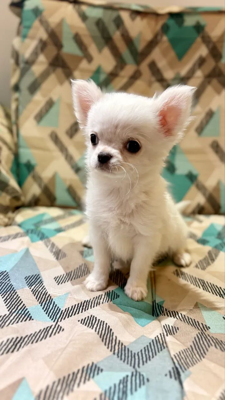 Chihuahua macho pelo longo  - Foto 3