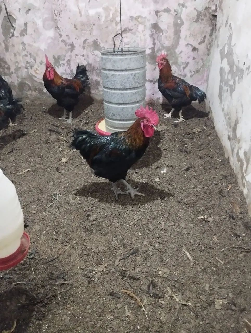 Galos pra vender 