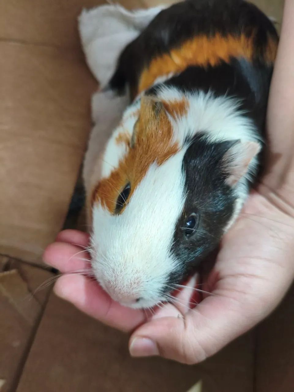 Doação de preá  - Foto 3