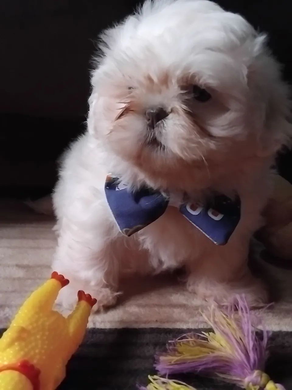 ShihTzu Macho  - Foto 3