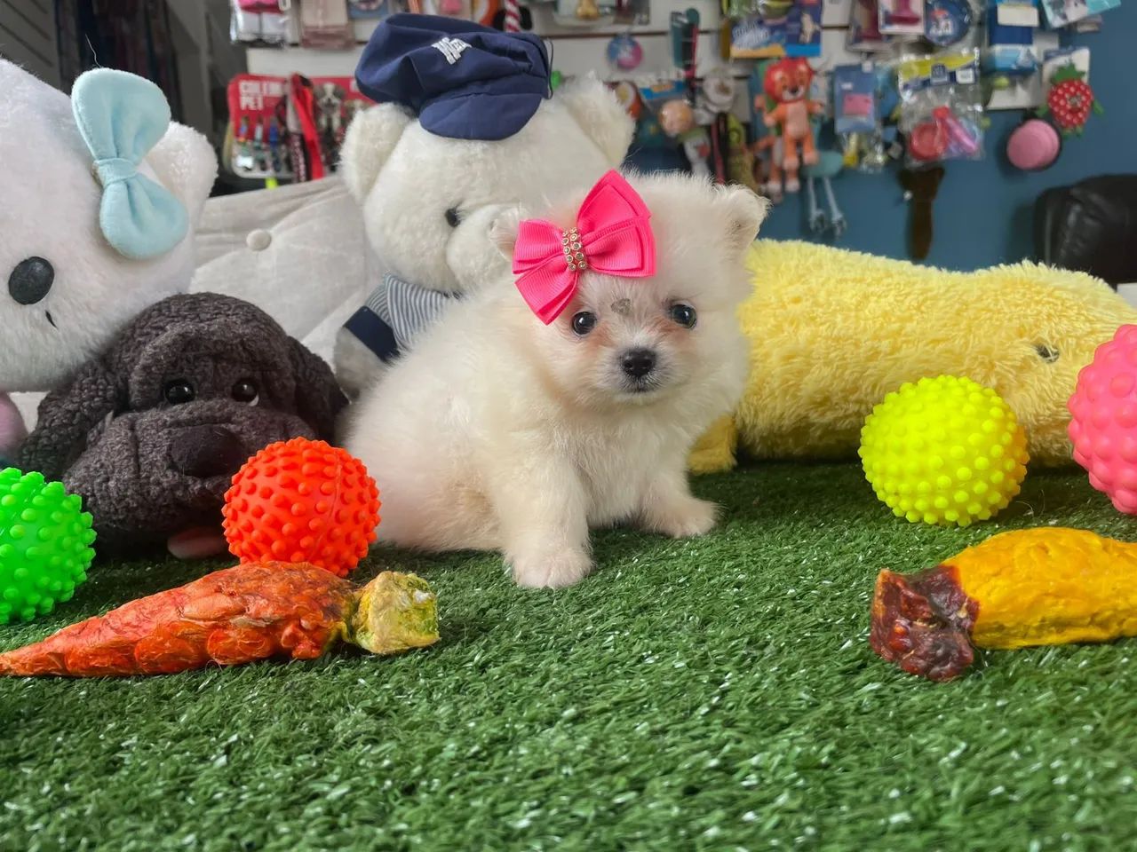 Spitz alemão fêmea mini a pronta entrega  - Foto 2