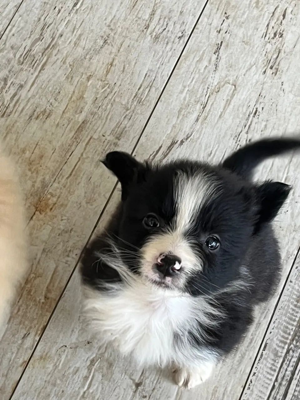 Filhotes de Border Collie  - Foto 4