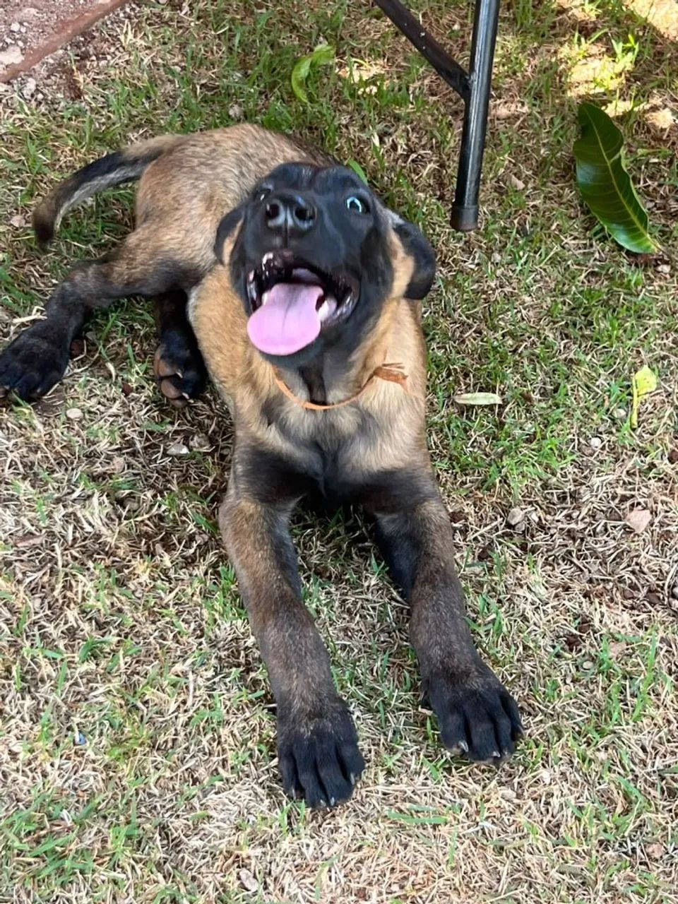 Pastor Belga Malinois - Foto 4