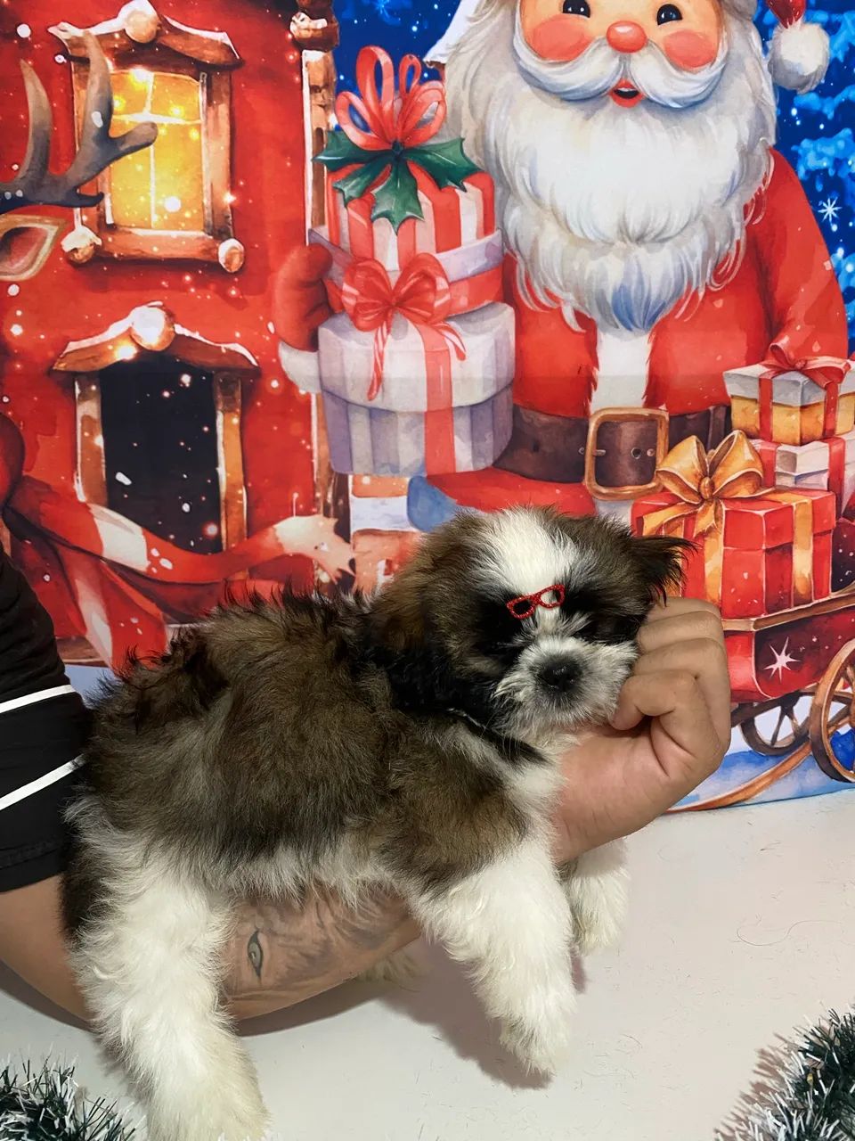 Vende-se filhote macho de shih tzu