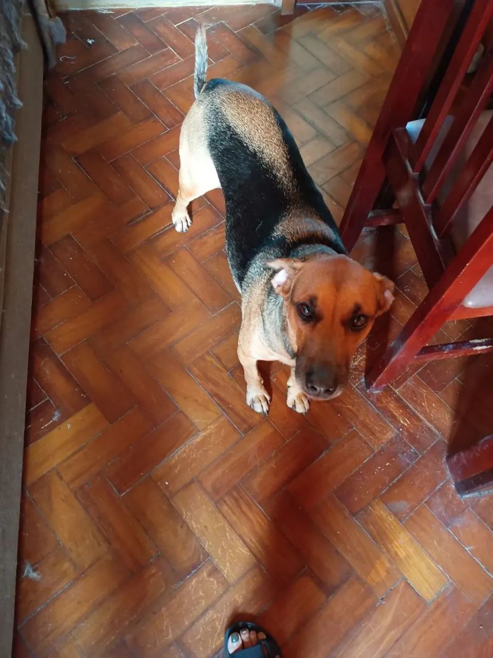 Cachorro para doação  - Foto 3