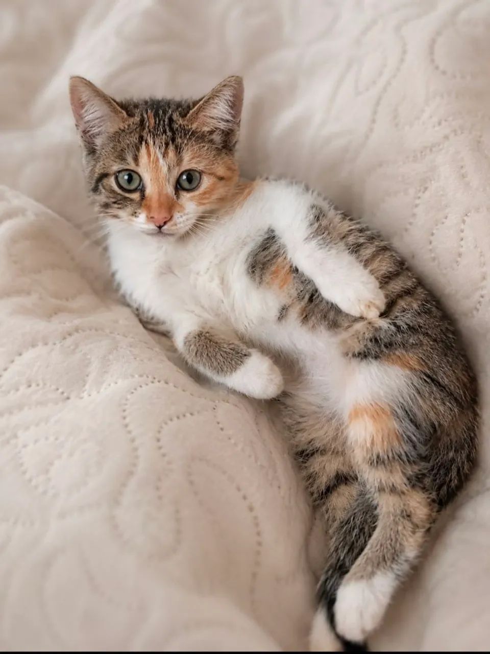 Linda gatinha tricolor muito dócil para adoção responsável.