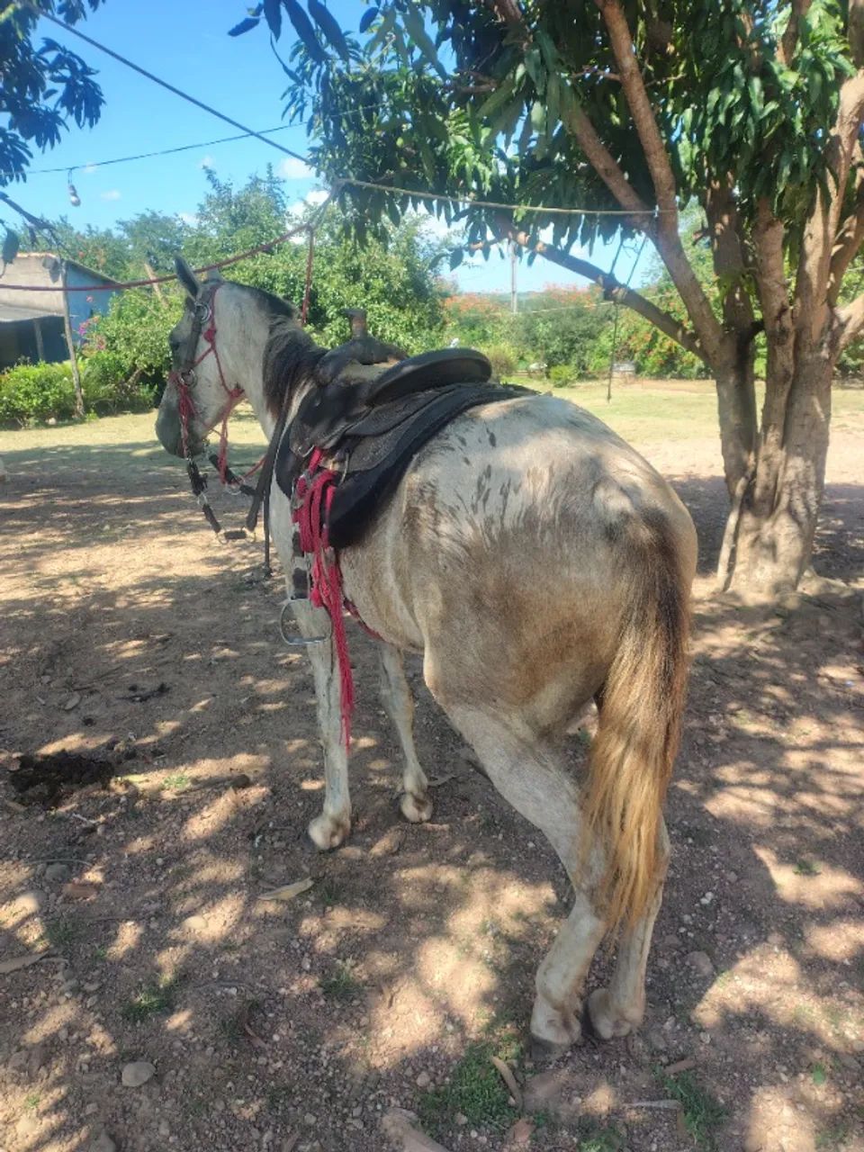 Cavalo  - Foto 2
