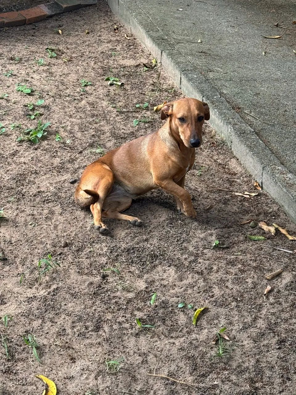 Basset standard 