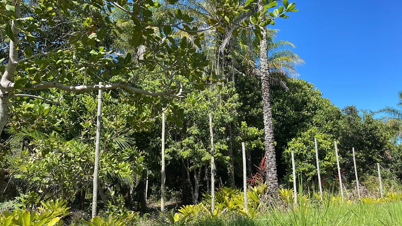 Lote lindo entre Ilhéus e Serra Grande - Foto 2