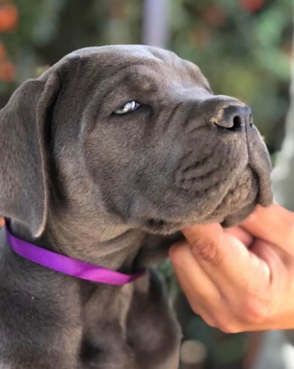 Cane corso a venda  - Foto 3