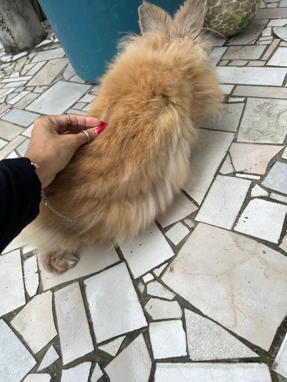 Coelho Lionhead  - Foto 2