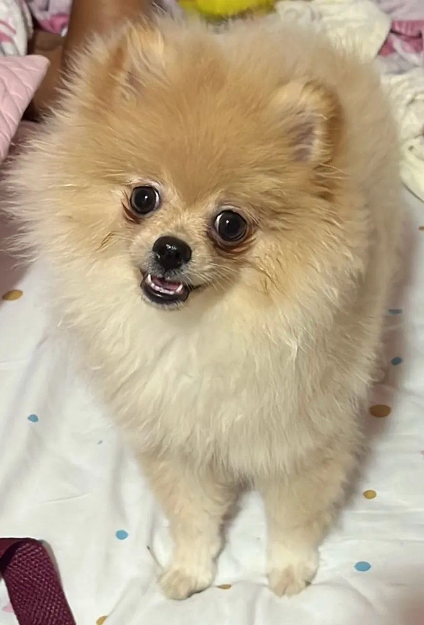 Spitz Alemão  - Foto 2