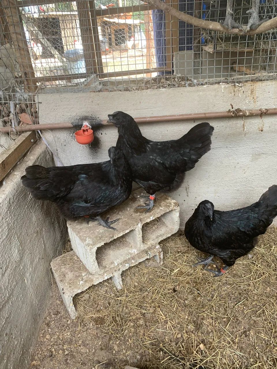 Galinhas AYAM CEMANI - Foto 3