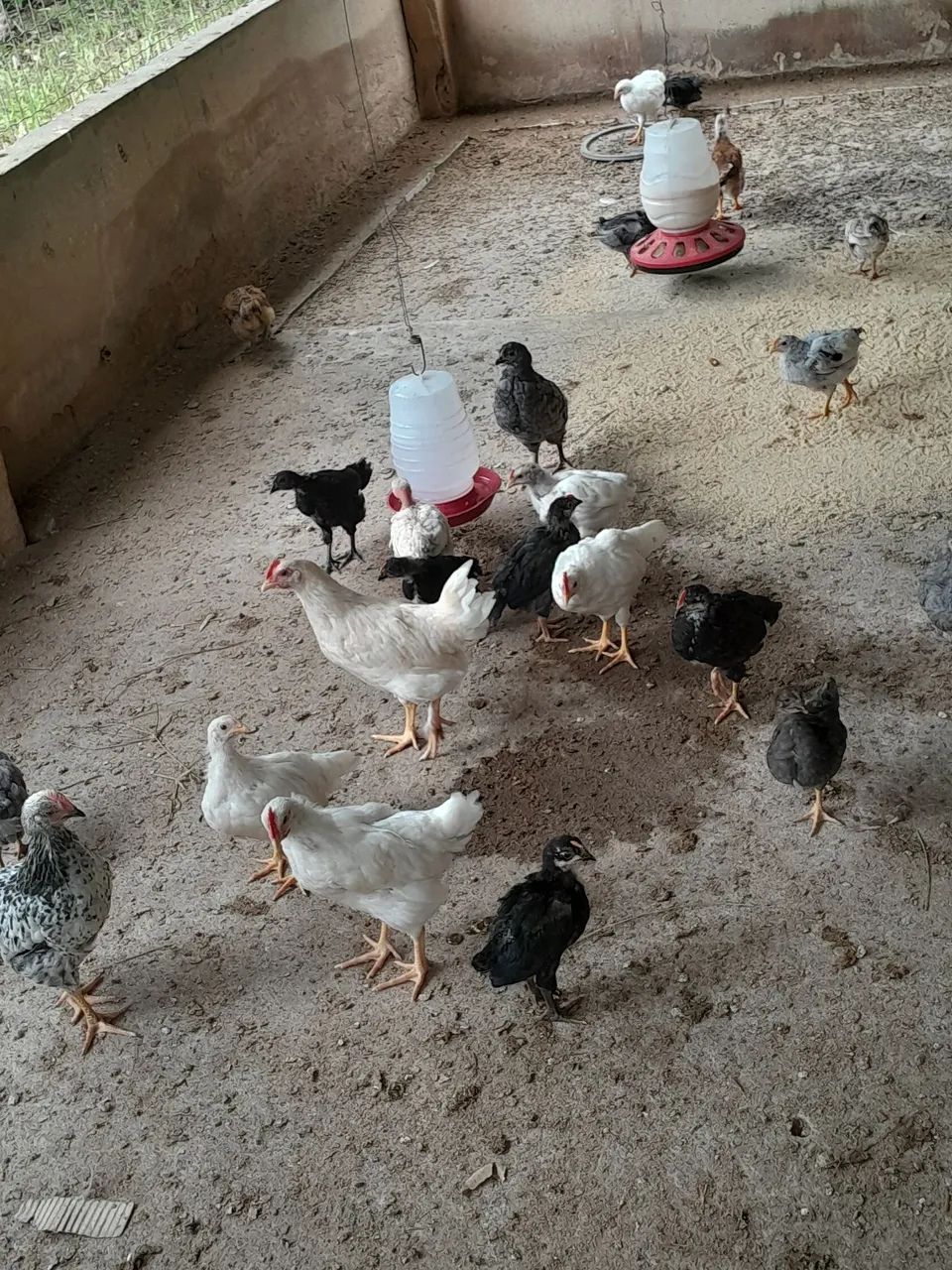 Pintos de galinha poedeira glc - Foto 4