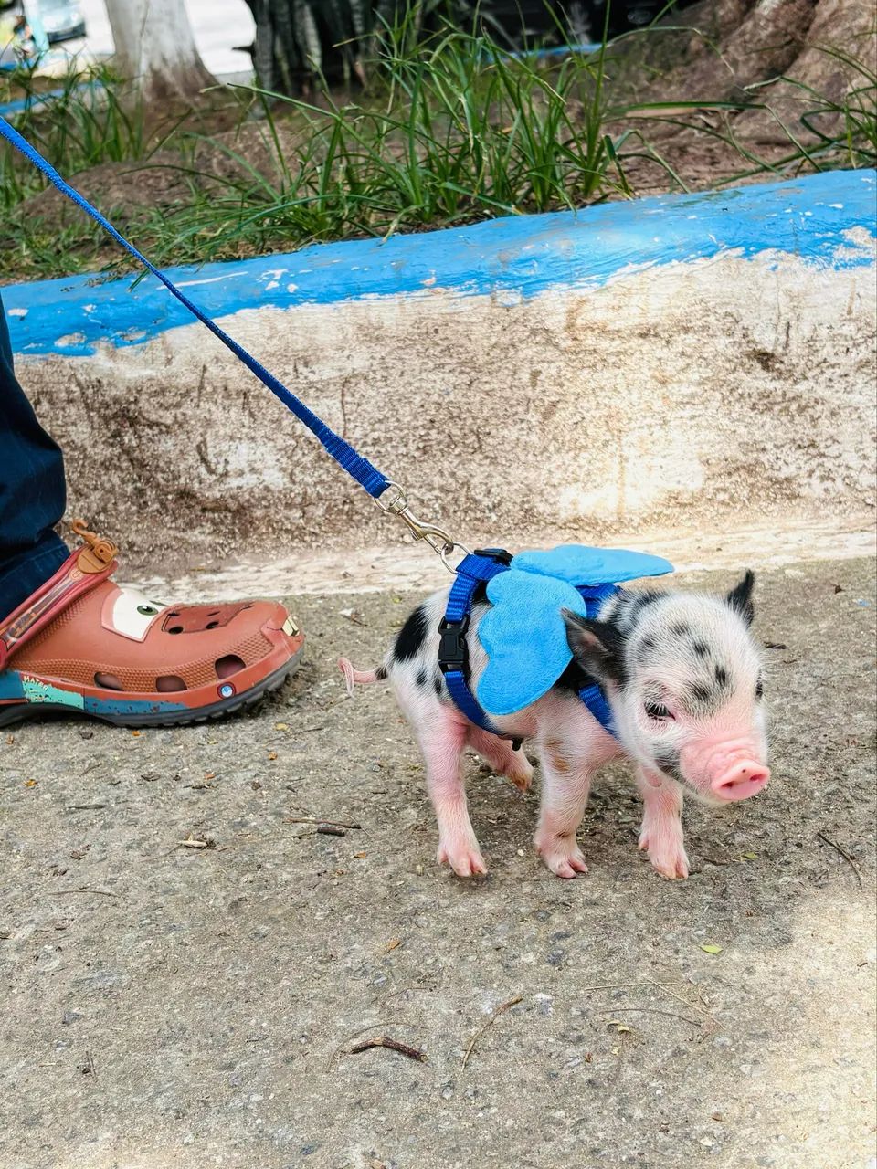 Filhotes de Mini Pig - Foto 3