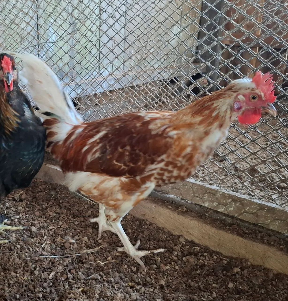 Franguinhos filhos de Rodhia - Foto 3