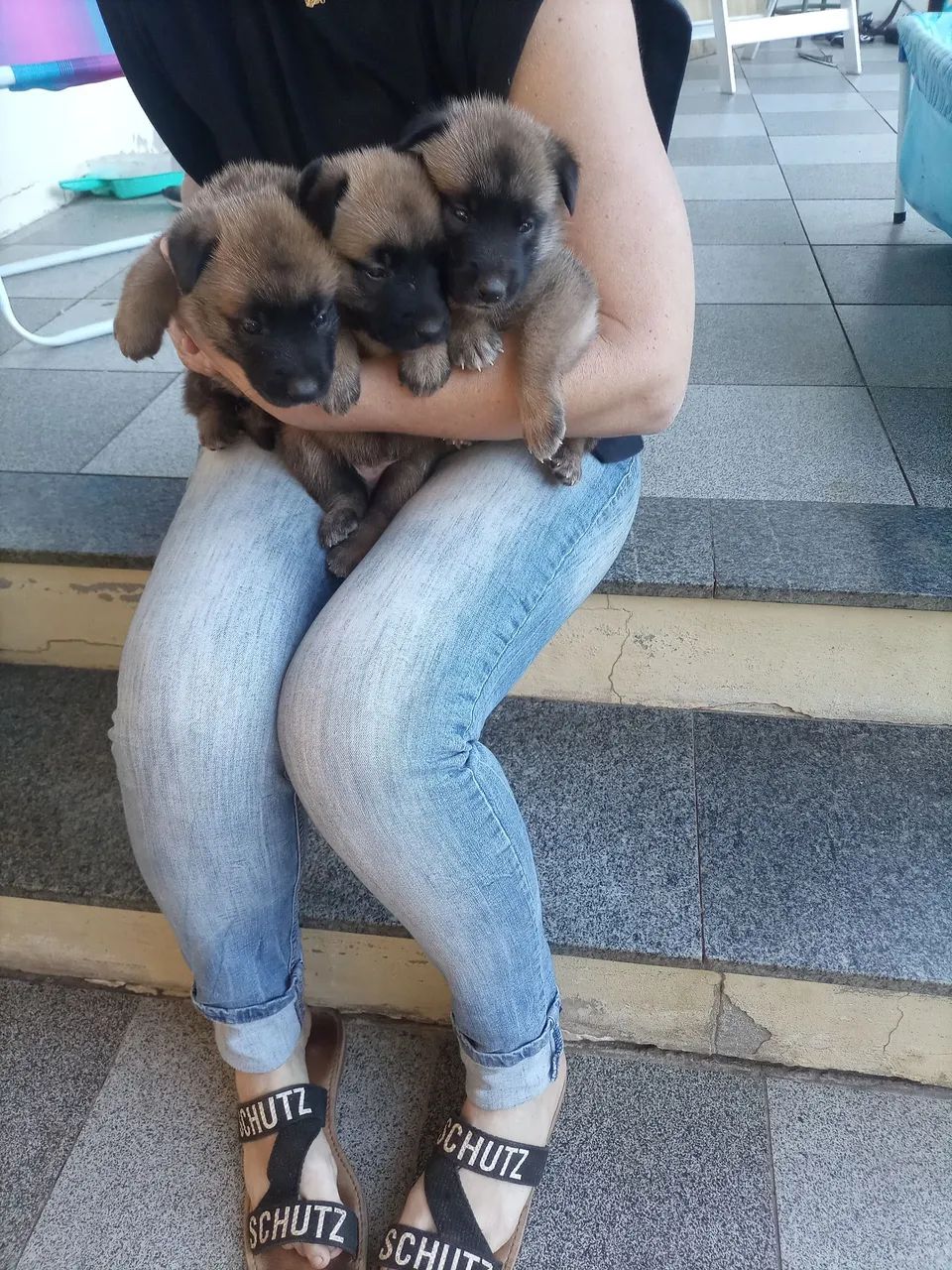 FILHOTES PASTOR BELGA MALINOIS - Foto 5