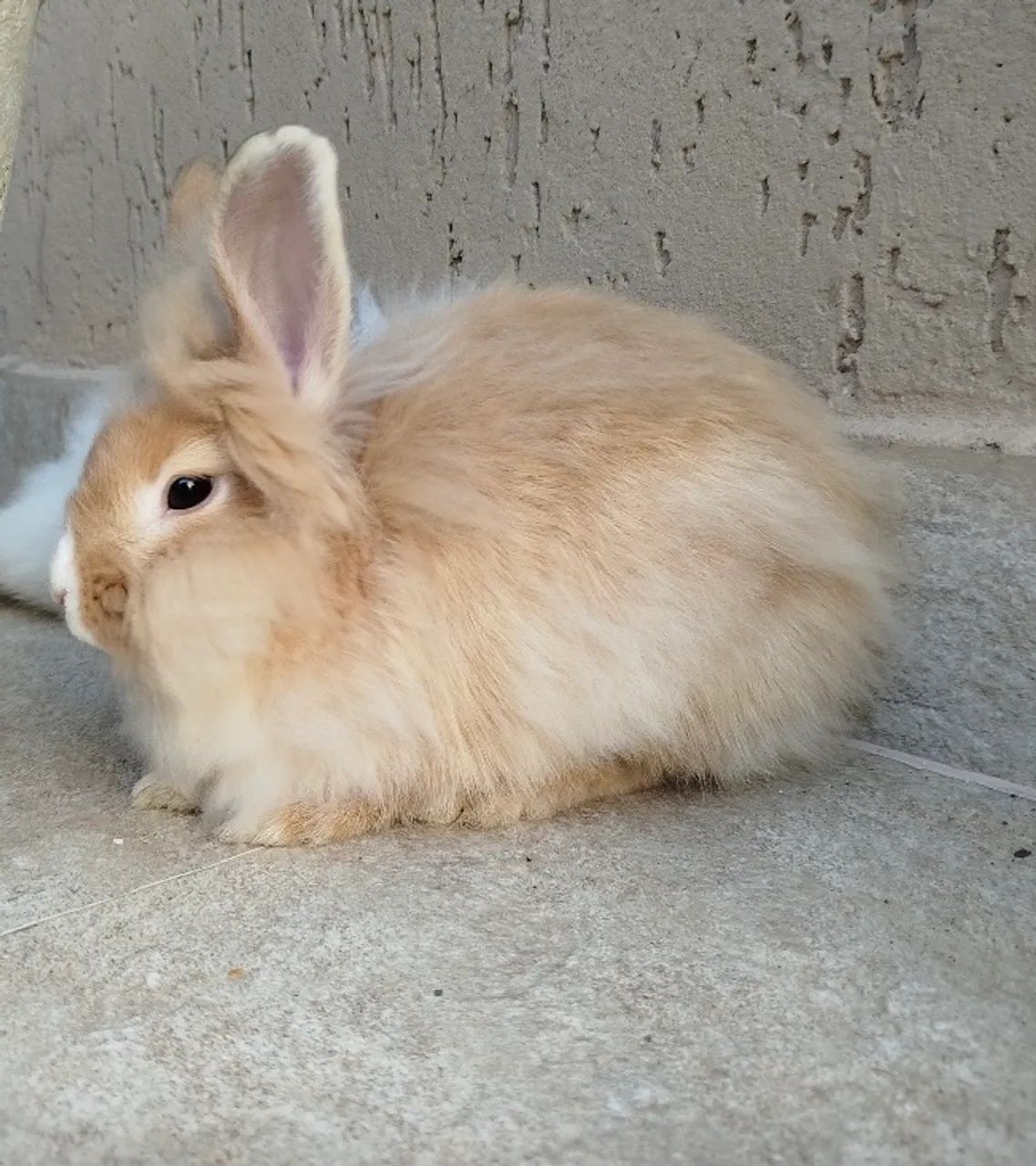 Coelha Mini Lion - Foto 2