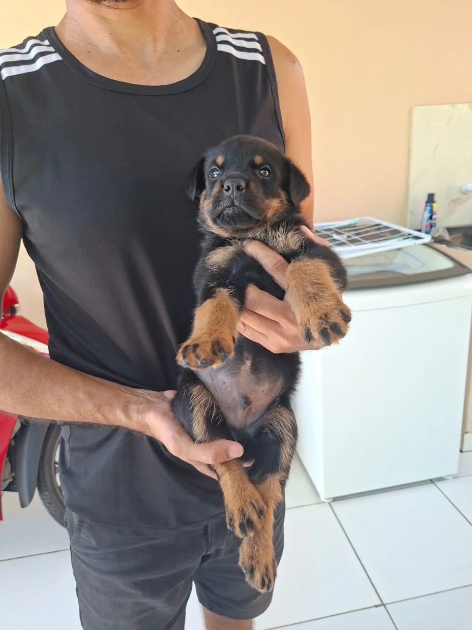 Filhote de rottweiler - Foto 3