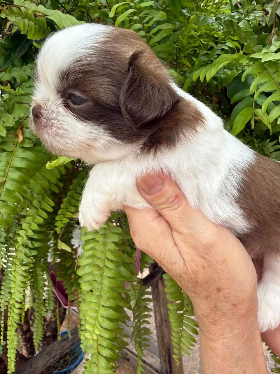 Shihtzu puros - Foto 3