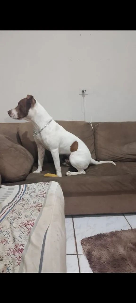 Doa se Pit bull - Foto 2