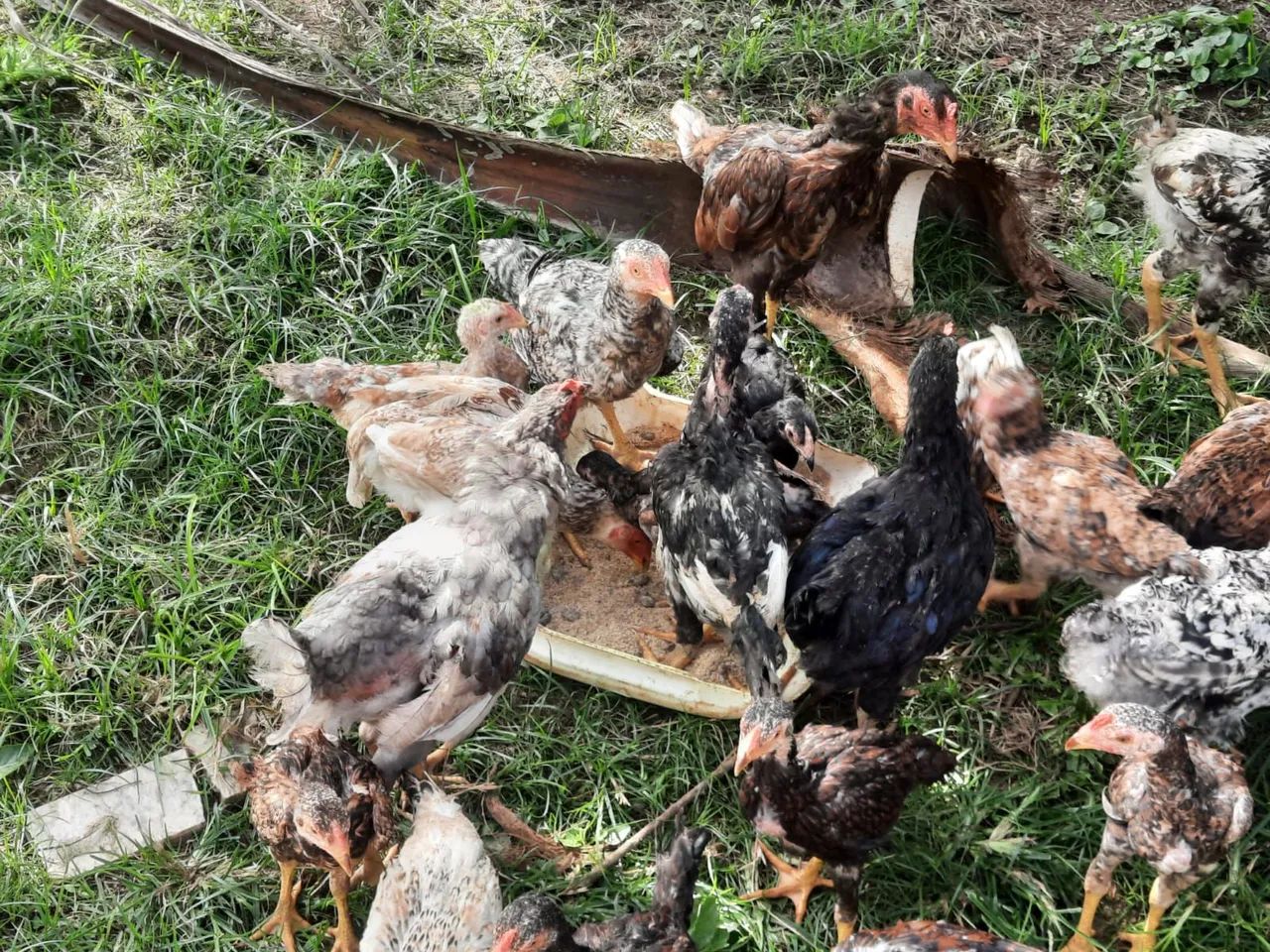 Fragoso e pintos  - Foto 4